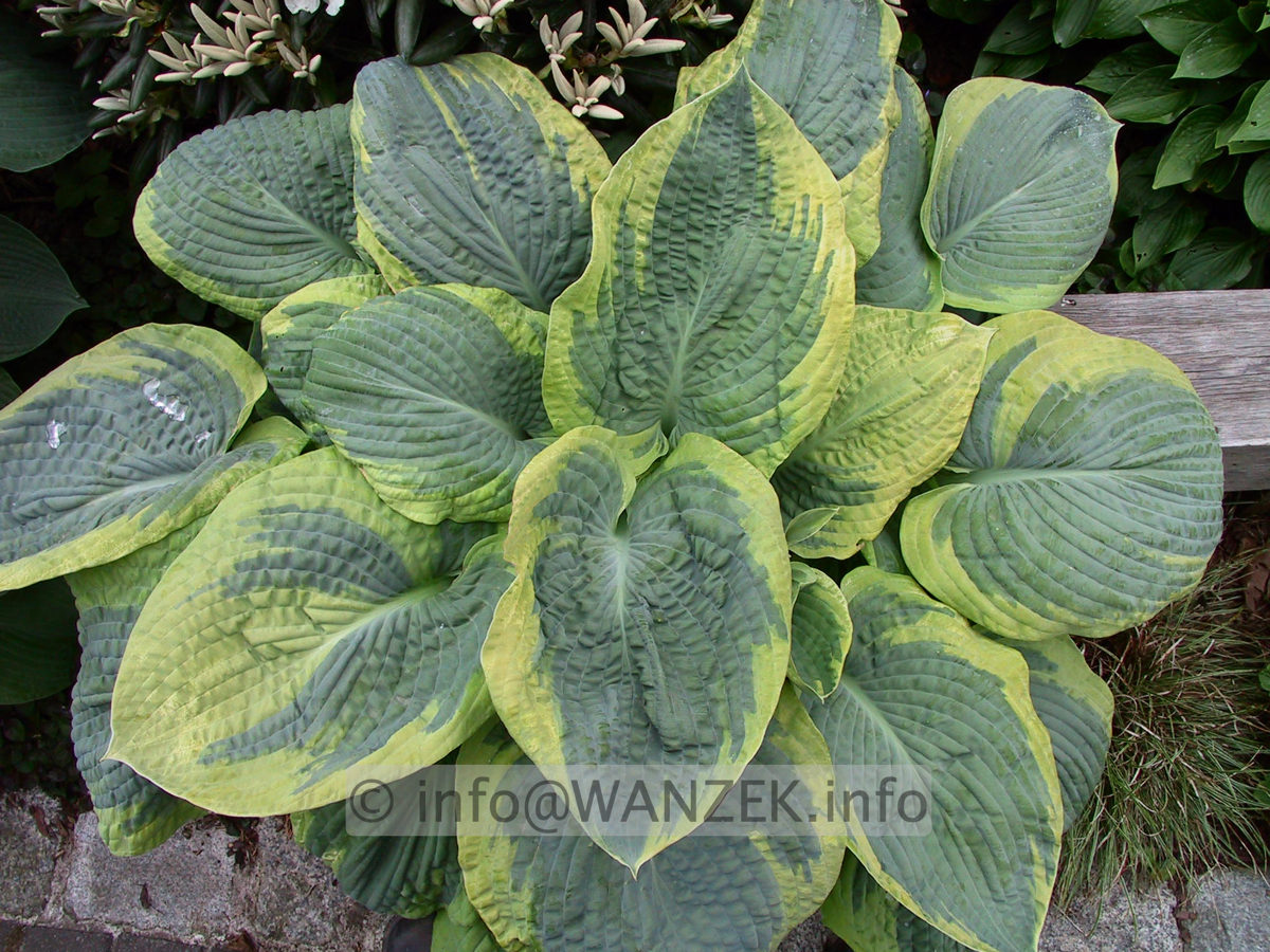 Hosta Hybride Samurai 01.jpg
